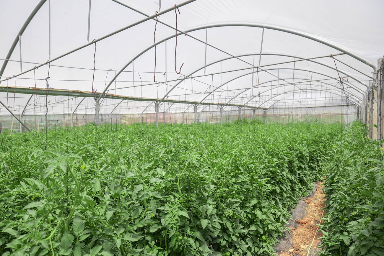 Greenhouses and Royal Company's farm 